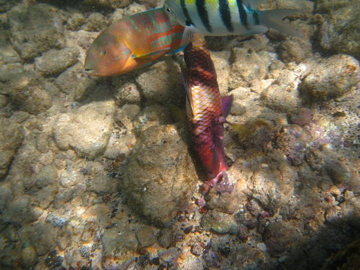 28 Swimming in Po'ipu Beach.jpg
